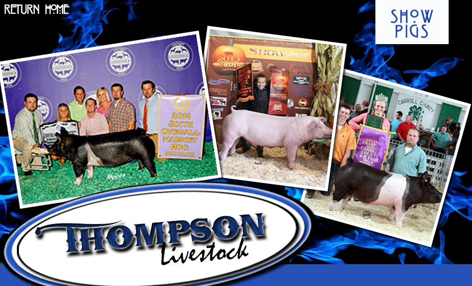 Thompson Livestock
